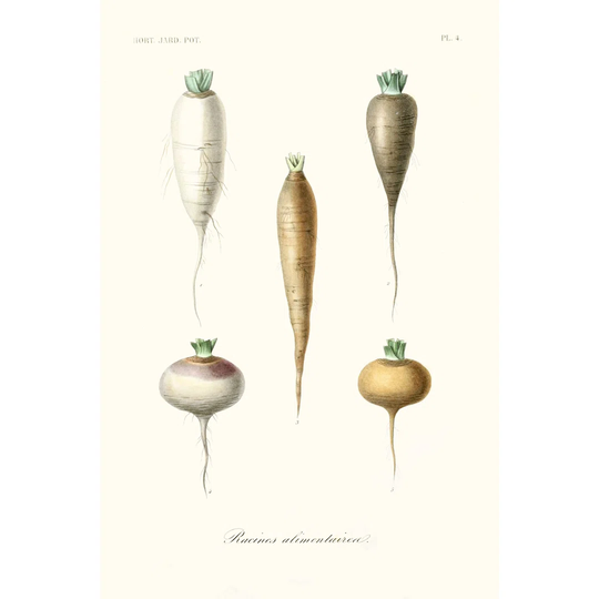 Fruit & Vegetable Varieties IX - Unframed Painting