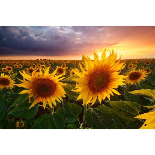 Sunflowers Field by Beboyltd - Wrapped Canvas Photograph