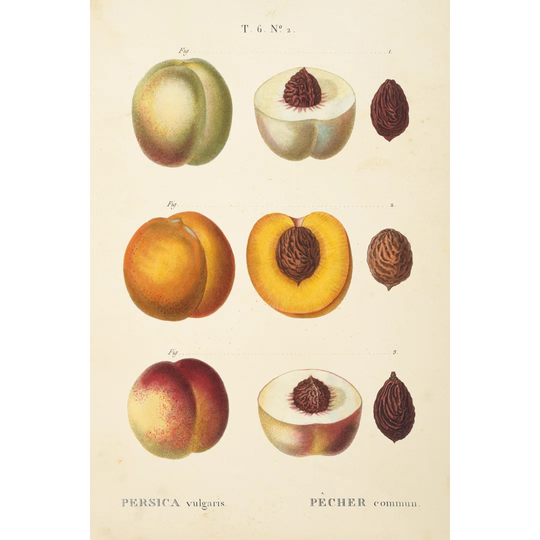 Peaches I by Wild Apple Portfolio - Wrapped Canvas Painting
