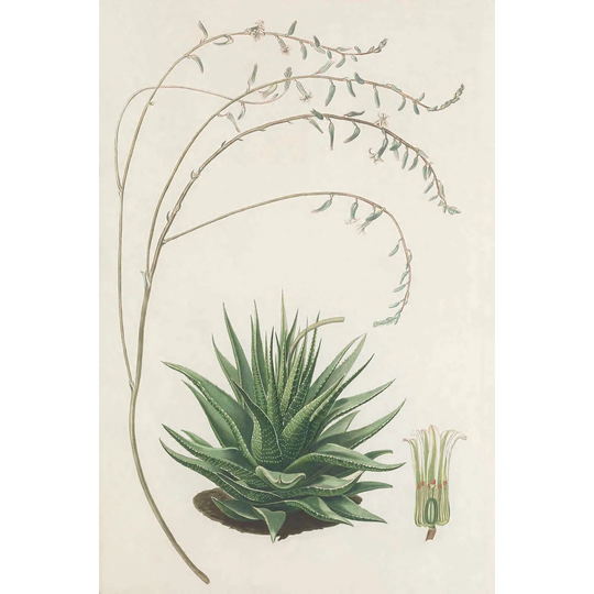 Agave Plant II - Wrapped Canvas Graphic Art