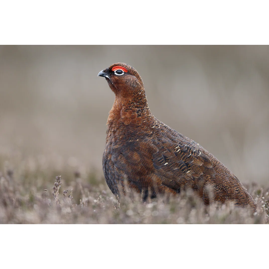 Red Grouse, Lagopus Lagopuss Scoticus - Wrapped Canvas Photograph