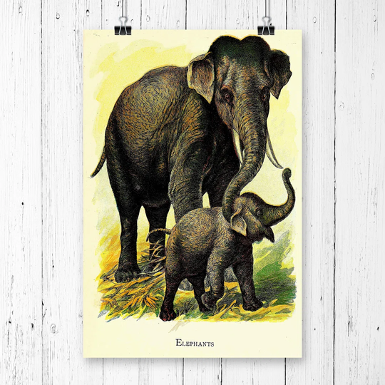 'Vintage Elephants' Graphic Art