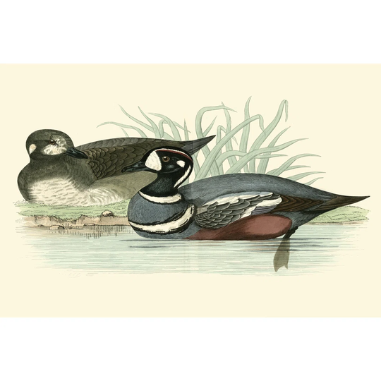 Morris Ducks IV by Morris - Wrapped Canvas Art Prints