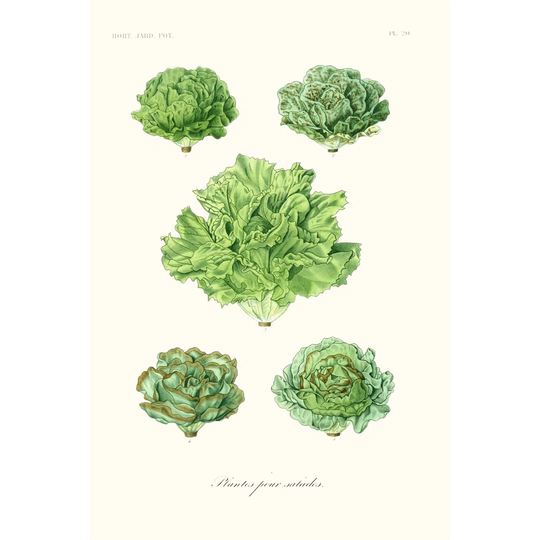 Fruit and Vegetable Varieties VII - Wrapped Canvas Painting