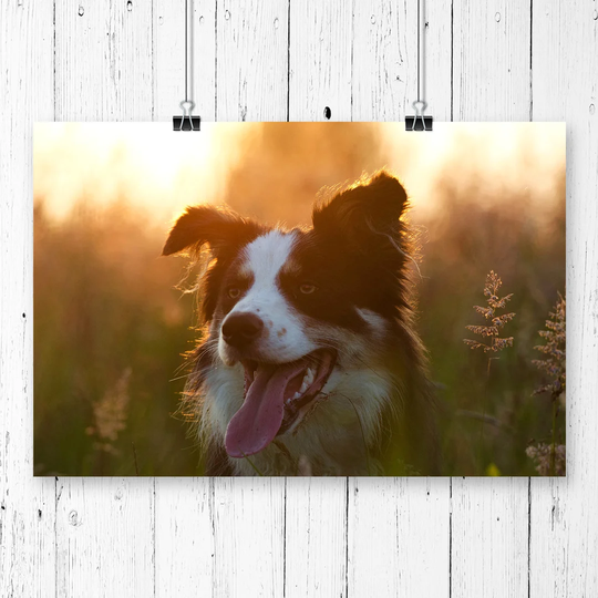 'Border Collie Dog' Photographic Print