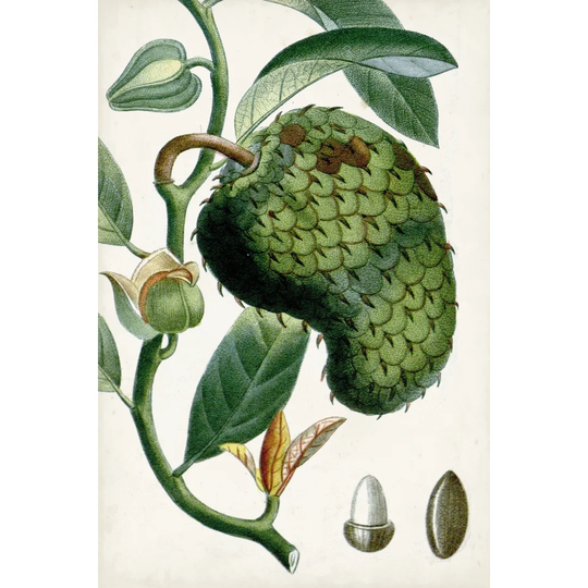 Tropical Fruit VIII by Turpin - Wrapped Canvas Painting