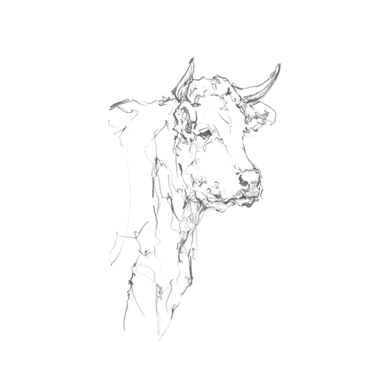 Bovine Quick Study I - Wrapped Canvas Painting