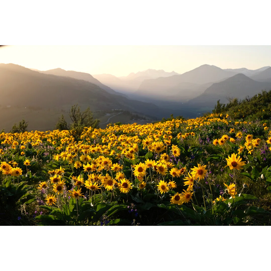 Meadows At Sunrise.