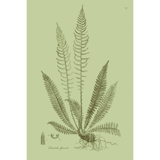Fresh Ferns I