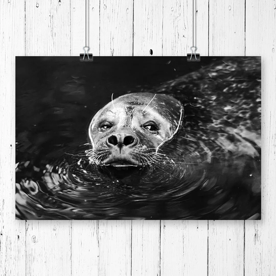 'Sea Lion' Graphic Art