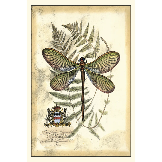 Regal Dragonfly II - Wrapped Canvas Art Prints