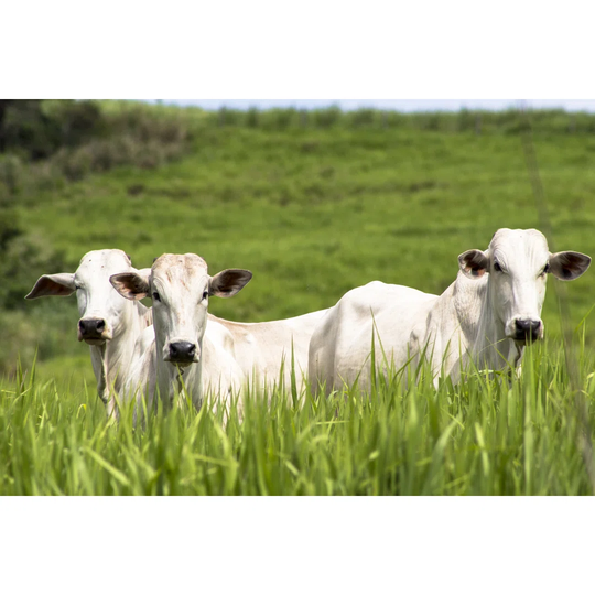 Rolandia, Pr, Brazil, 09/01/2015 Herd of Nellore Cattle Loose in a Pasture in the Municipality of Rol�Ndia, Northern Paran� State by Alfribeiro