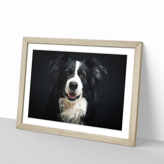 'Border Collie Dog' Framed Photographic Print