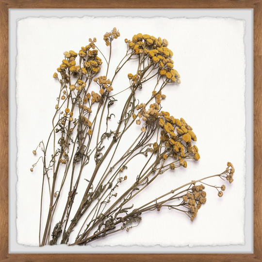 'Dried Dandelion' Framed Painting Print