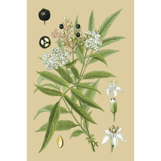 Ivory Blooms I - Wrapped Canvas Graphic Art