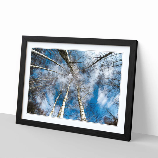 Birch Tree Forest 1 Framed Photographic Print
