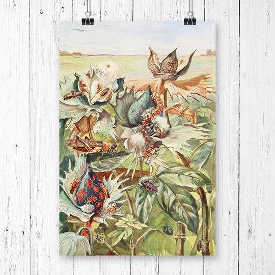 'Vintage Paul Flanderky African Cotton-pests' Graphic Art