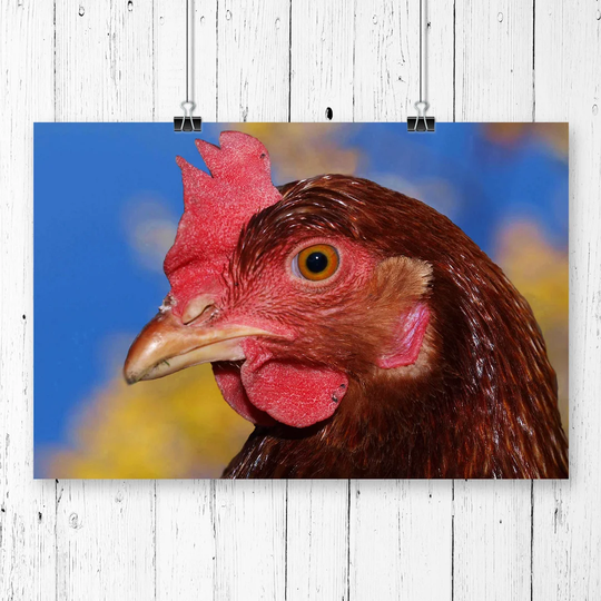 'Hen Chicken' Photographic Print