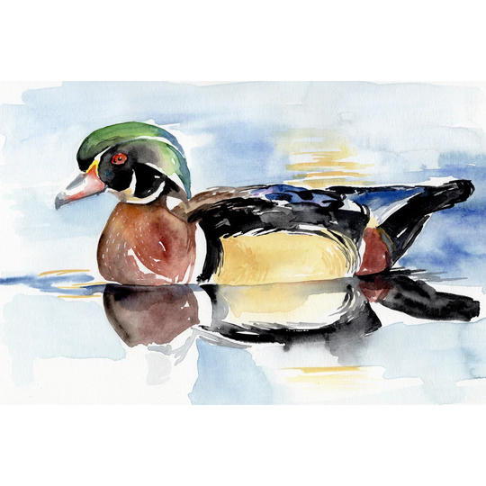 Watercolour Woodduck I - Wrapped Canvas Painting