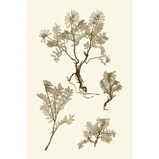 Sepia Nature Study II - Wrapped Canvas Painting