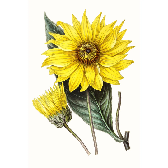 Paxton Florals II by Paxton - Wrapped Canvas Painting