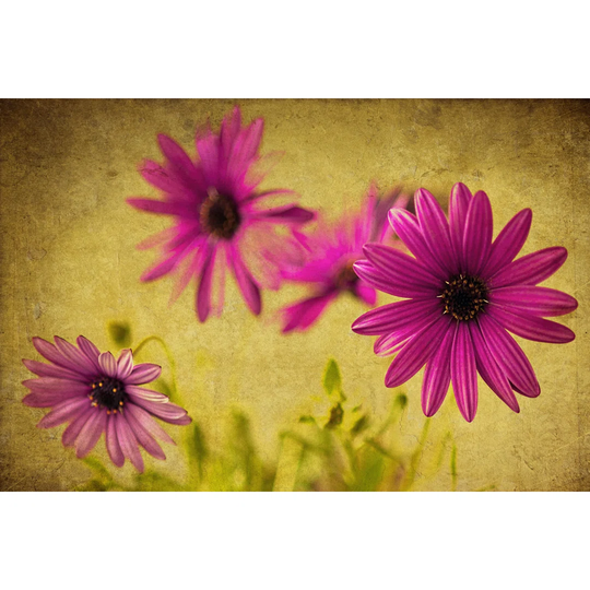 Fuchsia Daisy II by Honey Malek - Wrapped Canvas Photograph