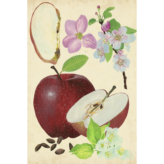 Apple & Blossom Study I by Melissa Wang - Wrapped Canvas Graphic Art