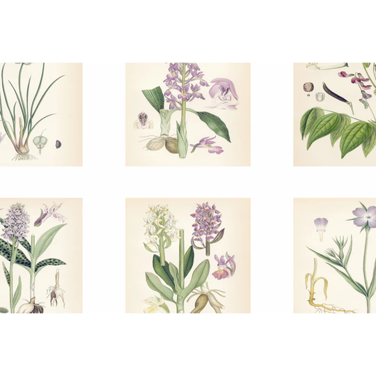 Purple Botanicals