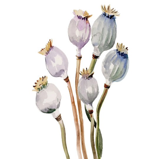 Poppy Pods I by Jennifer Paxton Parker - Wrapped Canvas Painting