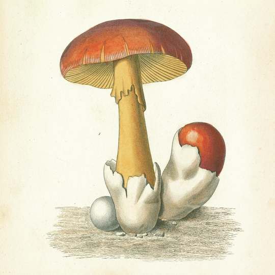 French Mushrooms II - Wrapped Canvas Art Print