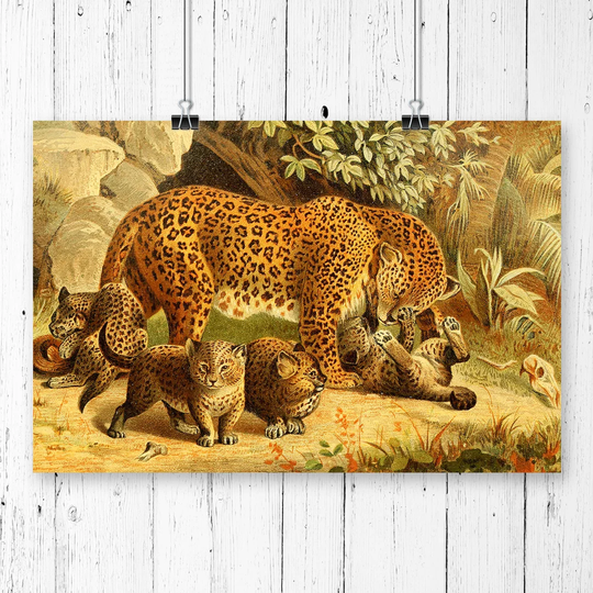 'Vintage Natural History Leopards' Graphic Art