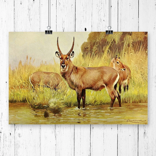 'Vintage Waterbuck' by W Kuhnert Graphic Art