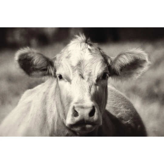 Pasture Cow by Debra Van Swearingen - Wrapped Canvas Photograph