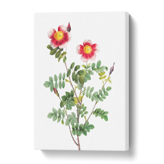 'A Burnet Rose in Pink' by Pierre-Joseph Redoute - Wrapped Canvas Painting Print