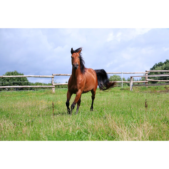 Active Western Horse on the Paddock by Biancagrueneberg - Wrapped Canvas Photograph
