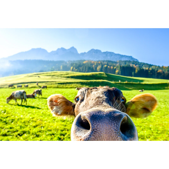 Funny Cow - Wrapped Canvas Photograph