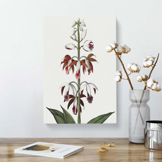 'A Chinese Limodoron Plant' by R.J. Thornton - Wrapped Canvas Painting Print