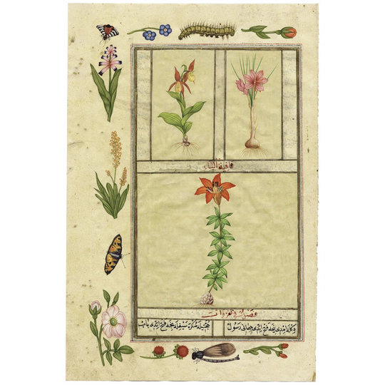 India Nature Study V by Illuminations - Wrapped Canvas Painting