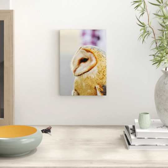'Barn Owl Bird' Photographic Art