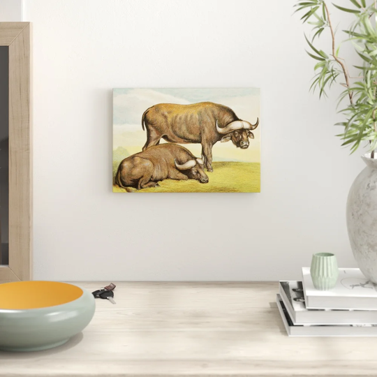 'Vintage Natural History Cape Buffalos' Graphic Art
