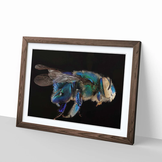'Blue Orchid Bee Macro' Framed Graphic Art