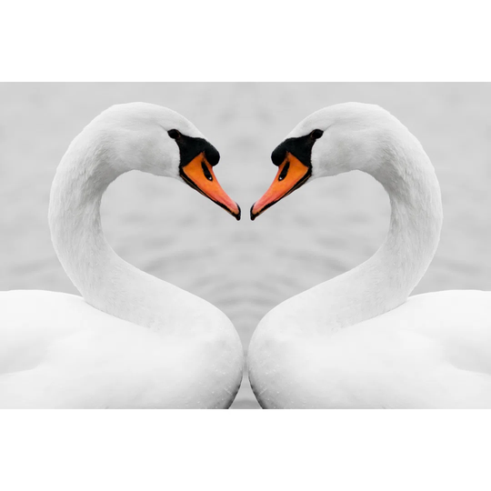 Love of Swans by Baiajaku - Wrapped Canvas Photograph