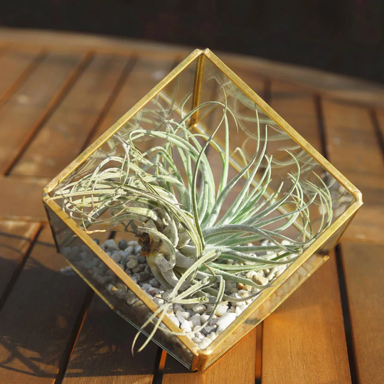 Criss Glass Terrarium