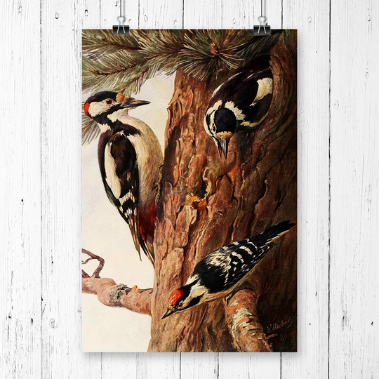 'Vintage Woodpeckers' by W Kuhnert Graphic Art