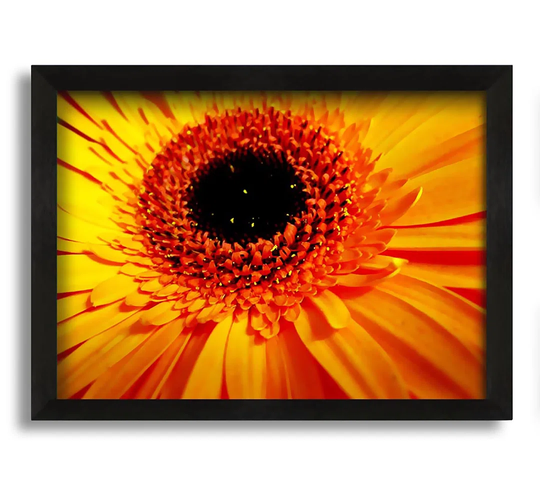 Golden Gerbera Centre - Picture Frame Photograph on Canvas