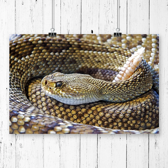 'Rattle Snake' Photographic Print