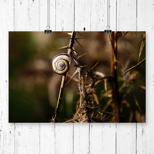 'Snail Shell on a Thistle' Graphic Art