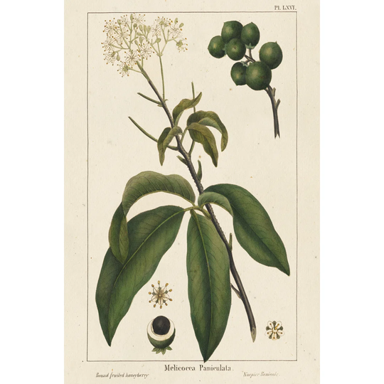 Round Fruited Honeyberry