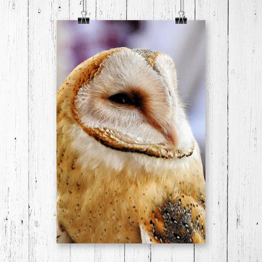 'Barn Owl Bird' Graphic Art