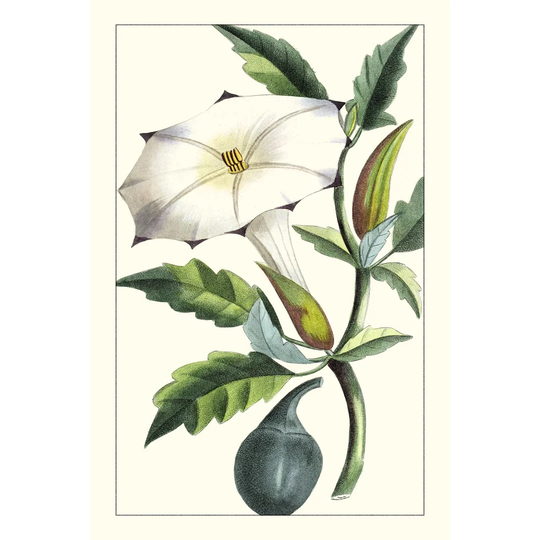 Exotic Botanical I by Turpin - Wrapped Canvas Painting
